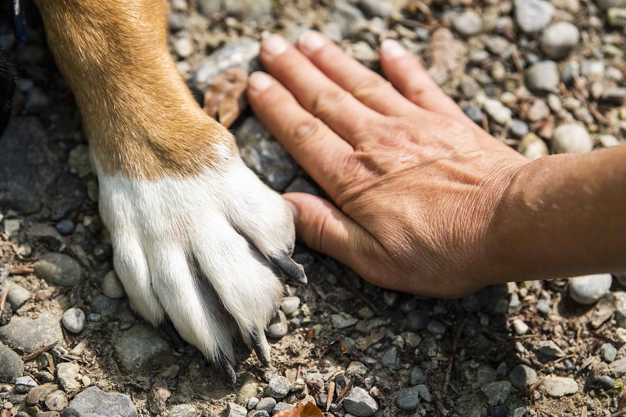 Imagen para los medios: Bases per a la creació de la Taula de Benestar Animal 